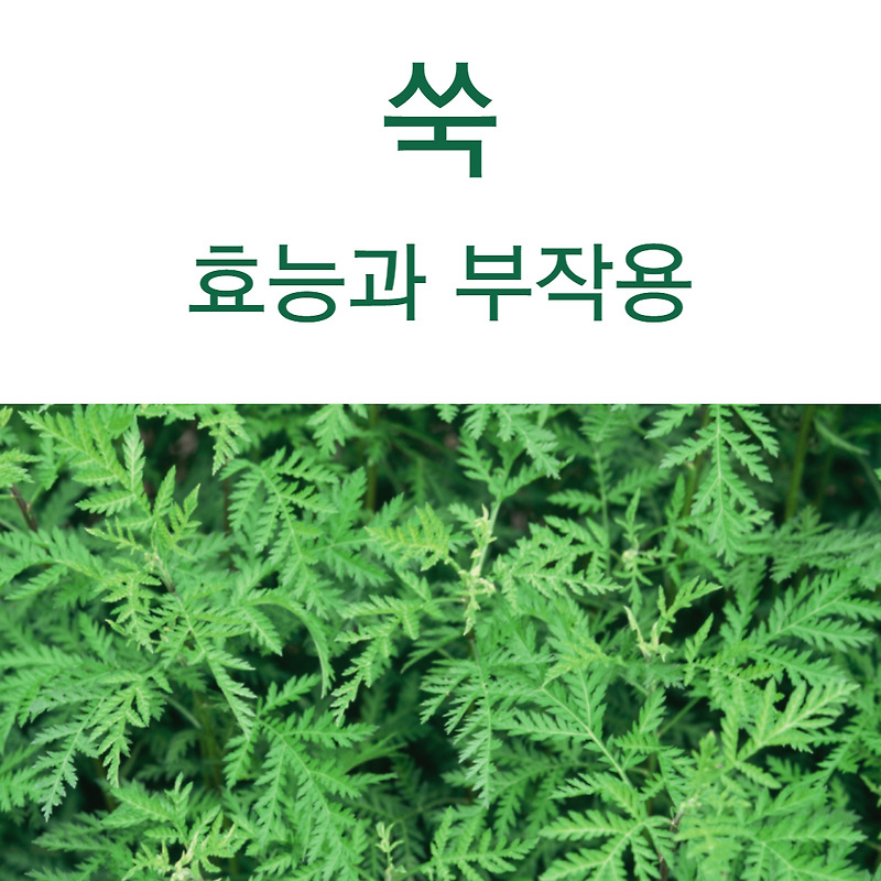 쑥 효능 6가지 및 부작용 알아보기