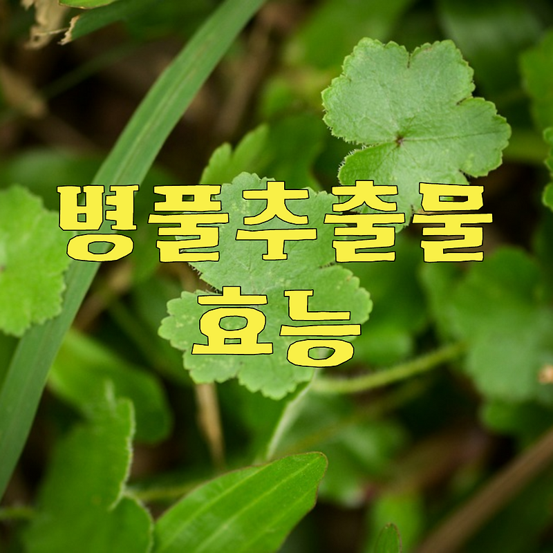 병풀 추출물 효능 성분 부작용