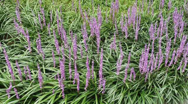 약이 되는 농산물(6)-미세먼지 ·기침에 좋은 '맥문동' 4