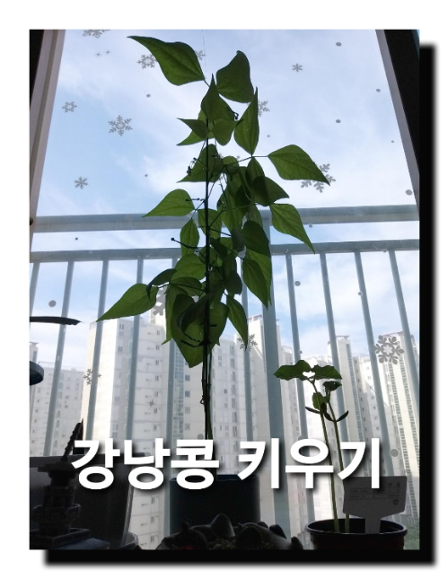 강낭콩 꽃에서 열매 맺기까지 강낭콩 키우기 과정 kidney bean