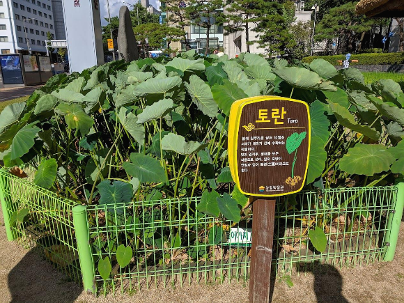 토란 수확시기 수확방법 쉽게 까는 법