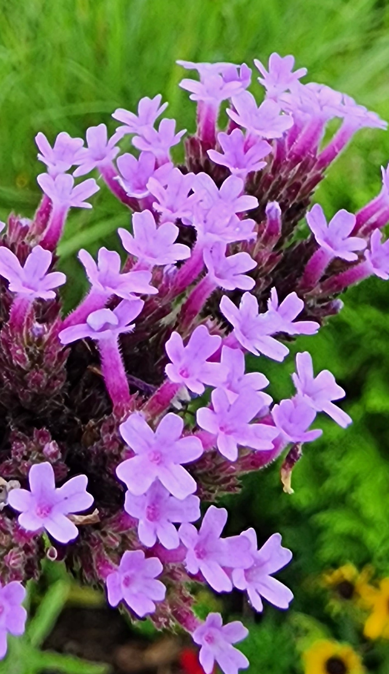 버들 마편초(Verbena bonariensis)