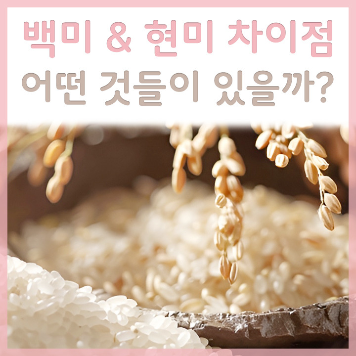 현미와 백미의 차이점은 뭘까?