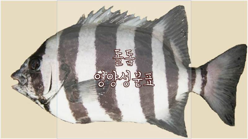 돌돔 칼로리 영양성분 비타민 미네랄 아미노산 혈당지수(GI지수)
