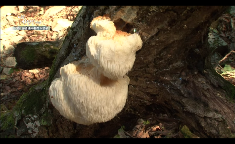 노루궁뎅이버섯(Lion's mane mushroom) 효능, 부작용, 구입방법