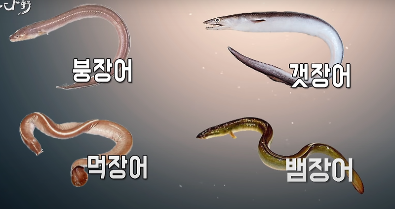 바다장어 민물장어 차이 (뱀장어, 붕장어, 갯장어, 먹장어, 꼼장어 비교)