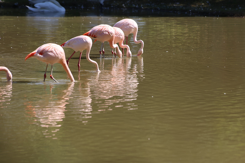 홍학 紅鶴, flamingo :: 시사랑꽃사랑