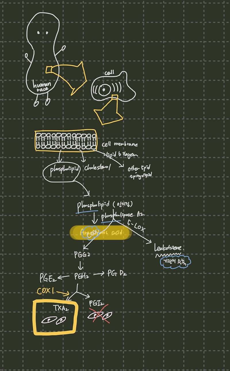 2. Ibuprofen "NSAIDs"
