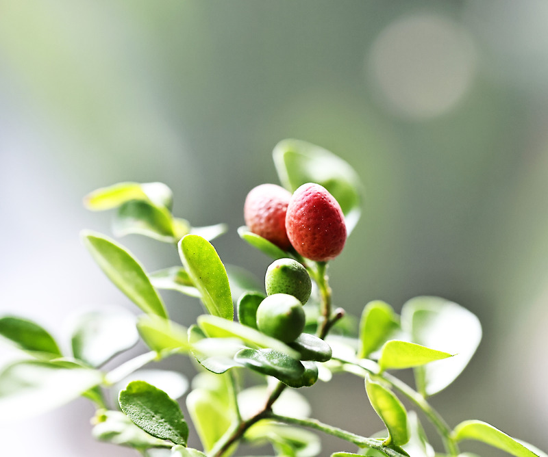 오렌지자스민(Orange jasmine)