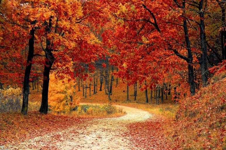 영어표현 가을 Fall과 Autumn 사용법