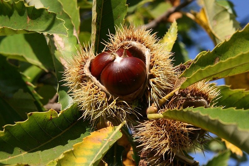 밤(Chestnut)에 관한 꿈해몽