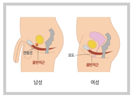 정력 좋아지는법 운동 및 음식 !