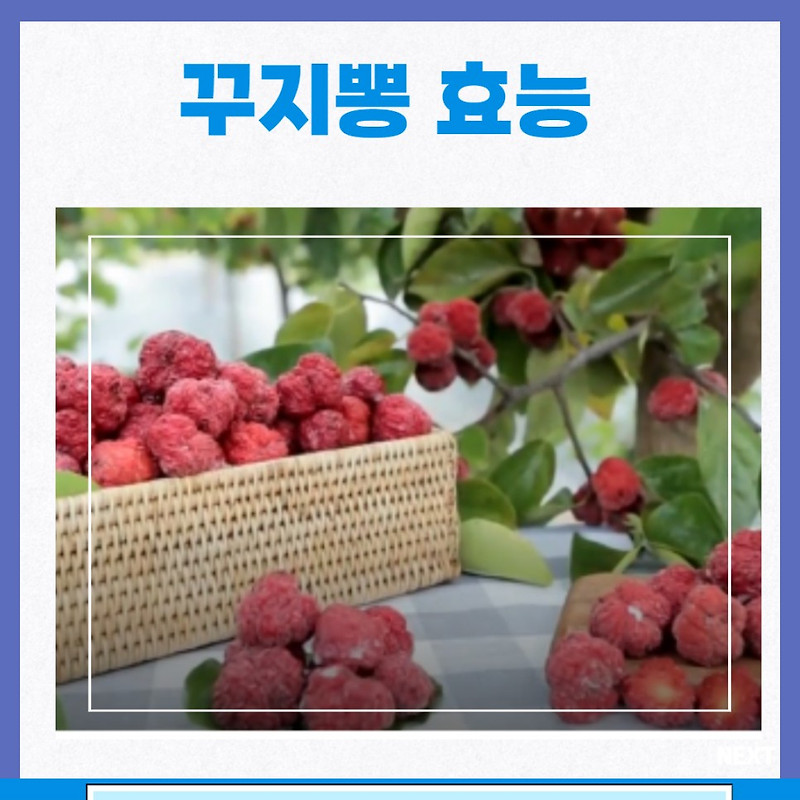 구지뽕의 효능과 부작용을 알아보고 구지뽕 열매, 가지, 뿌리잎의 다양한 구지뽕 먹는 방법, 가격은? 5