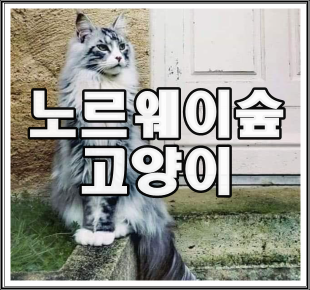 노르웨이숲 고양이 가격 털빠짐 크기 성격