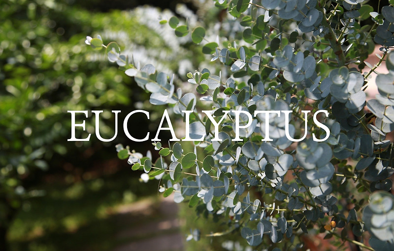 Eucalyptus 유칼립투스 오일의 효능 및 사용법 / 벌레퇴치