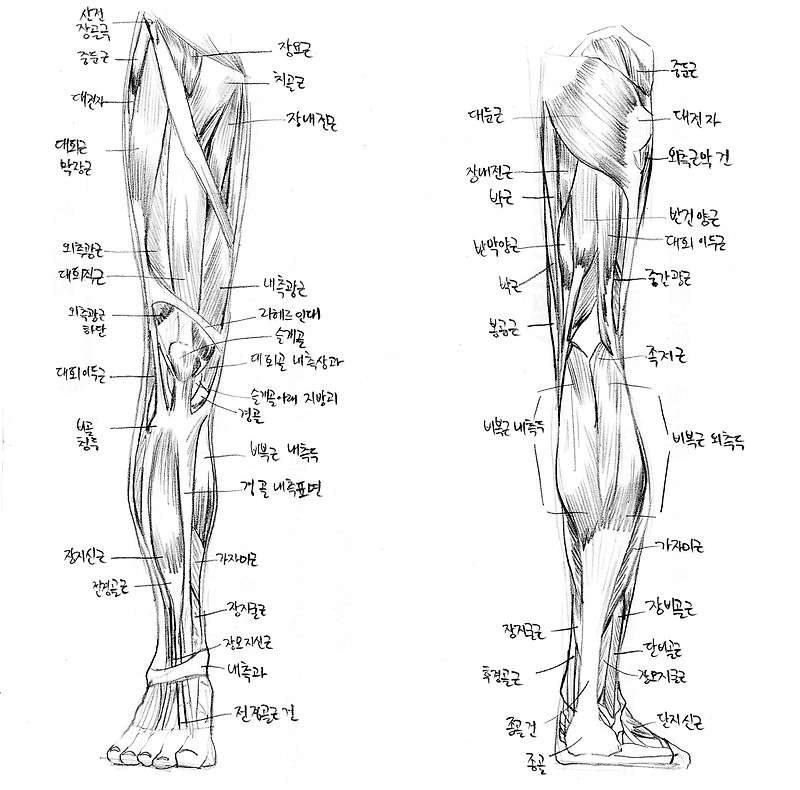 다리 근육구조. :: 니즈의 hobby room