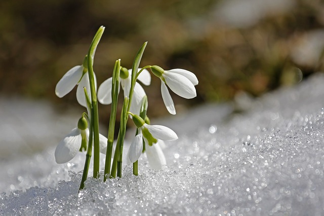 1월 1일 오늘의 탄생화, 스노드롭(Snow Drop)