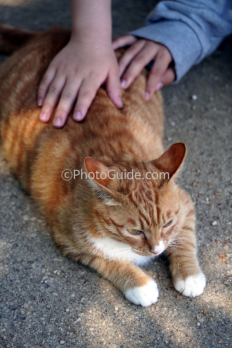 [꿈해몽] 고양이 꿈해몽, 고양이 꿈 로또, 복권, 고양이 꿈풀이