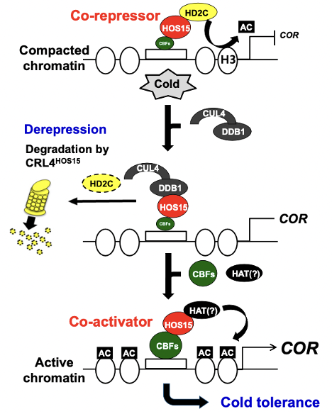 Epigenetic switch from repressive to permissive chromatin in response ...