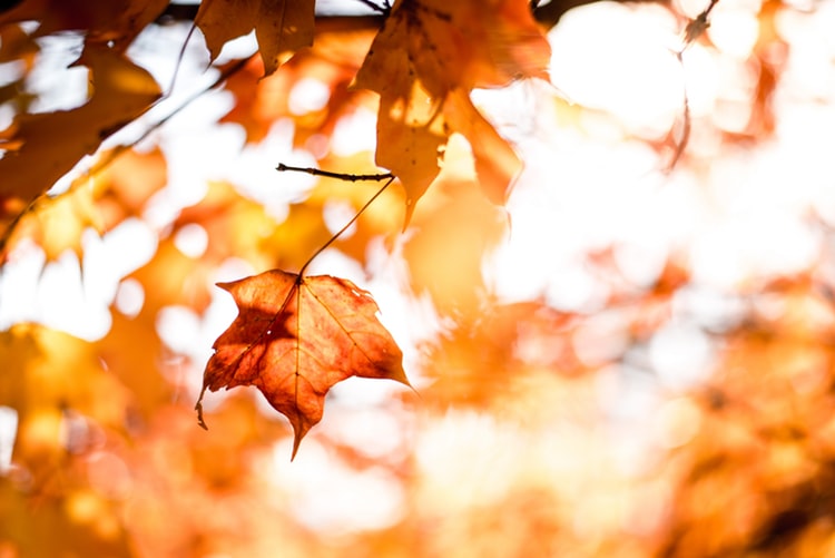 '가을' 은 영어로 어떻게 말할까요?