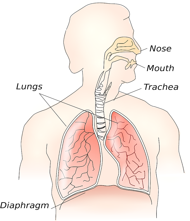 기흉(pneumothorax) 초기증상과 자연치유에 대해 알아보자. 기흉에 대한 모든것