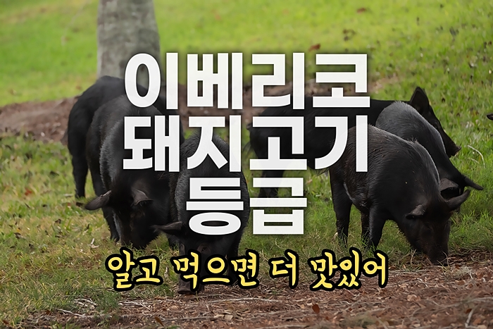 이베리코 흑돼지 등급 베요타 뜻 알고먹으면 더 맛있어