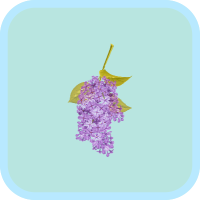 향기로 유명한 라일락의 종류 (Common Lilac, Miss Kim Lilac 등)