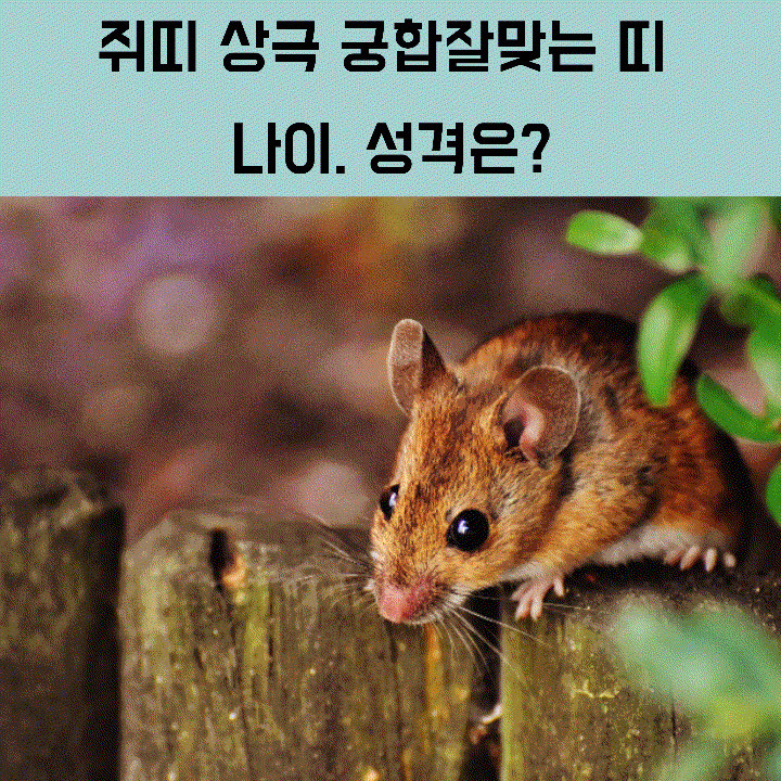 쥐띠 상극 궁합 잘맞는띠 성격 나이