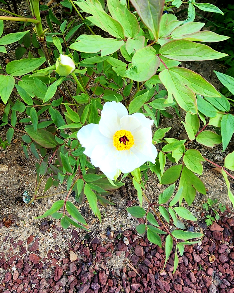목단(모란)