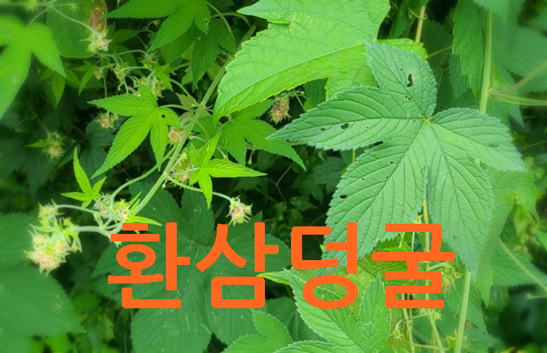 환삼덩굴 효능, 환삼덩굴 탈모, 환삼덩굴 샴푸, 환삼덩굴 알레르기 알아봅시다.