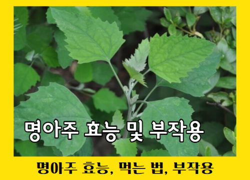 명아주 효능 11가지 및 부작용과 먹는 법 - 하루 건강