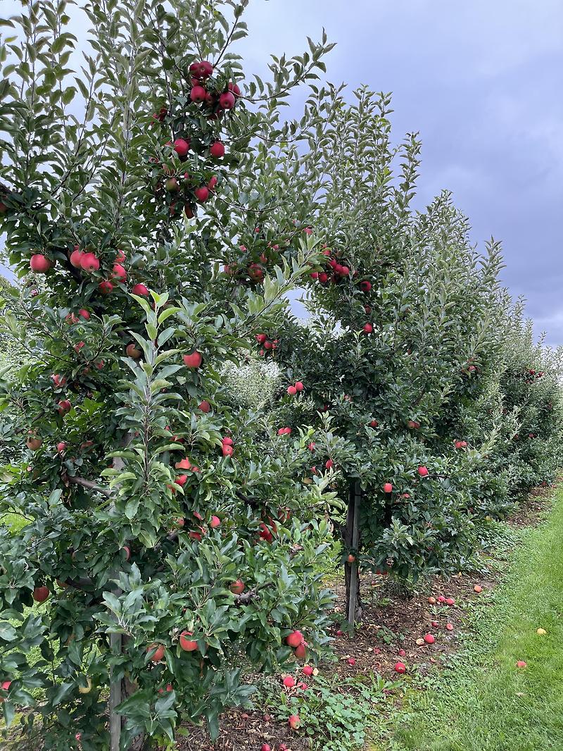 캐나다 토론토 근교 여행, 사과농장 사과피킹 (Apple picking, Wheelbarrow Orchards)