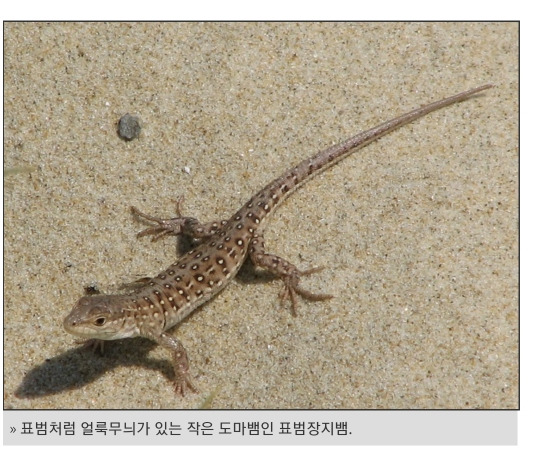 한국의 도마뱀 '표범 장지뱀(Mongolia Racerunner)' 멸종위기 서식권역 24평에 불과