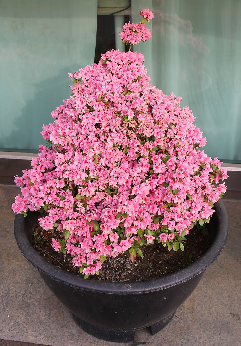 Japanese azalea 'Kirin'