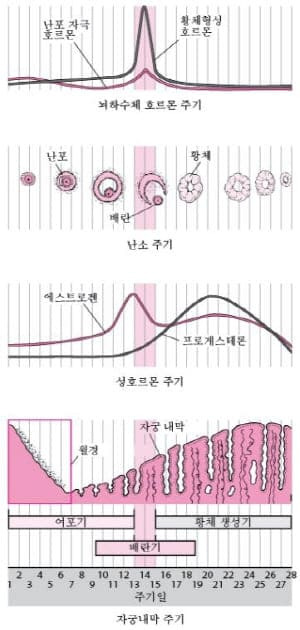 생리 주기, 월경 주기 ; 여포기, 배란기, 황체기란?