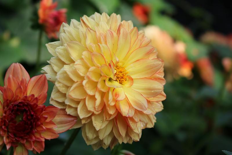 The Delicate Beauty of the Floret Flower: A Comprehensive Guide
