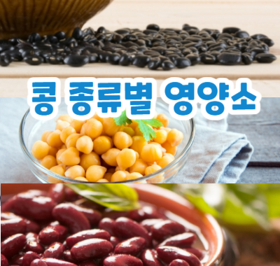 콩 종류별 영양소
