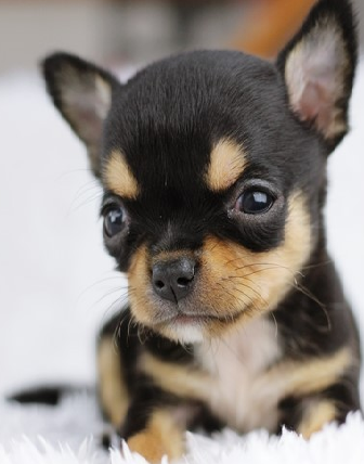 장모 치와와, 단모치와와 성격 특징 (Chihuahua)
