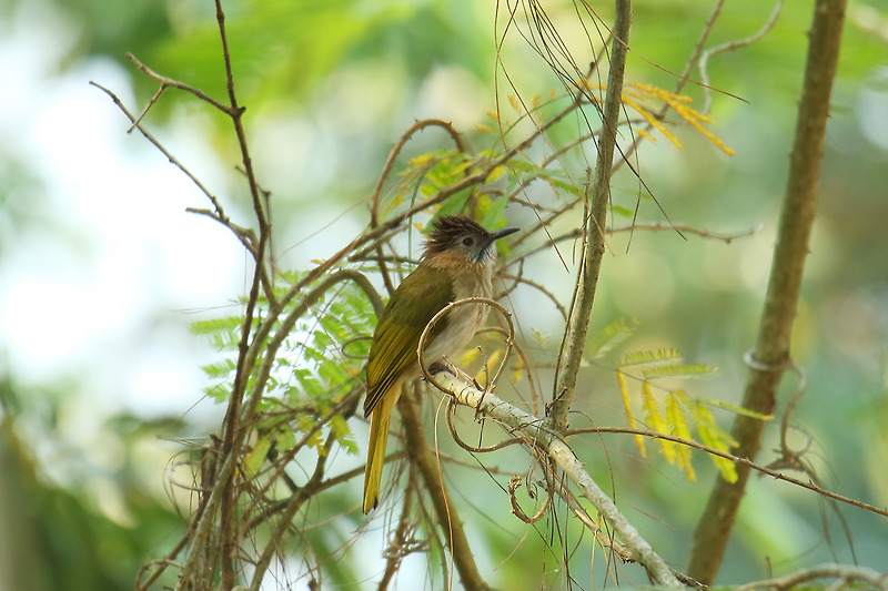 Mountain Bulbul