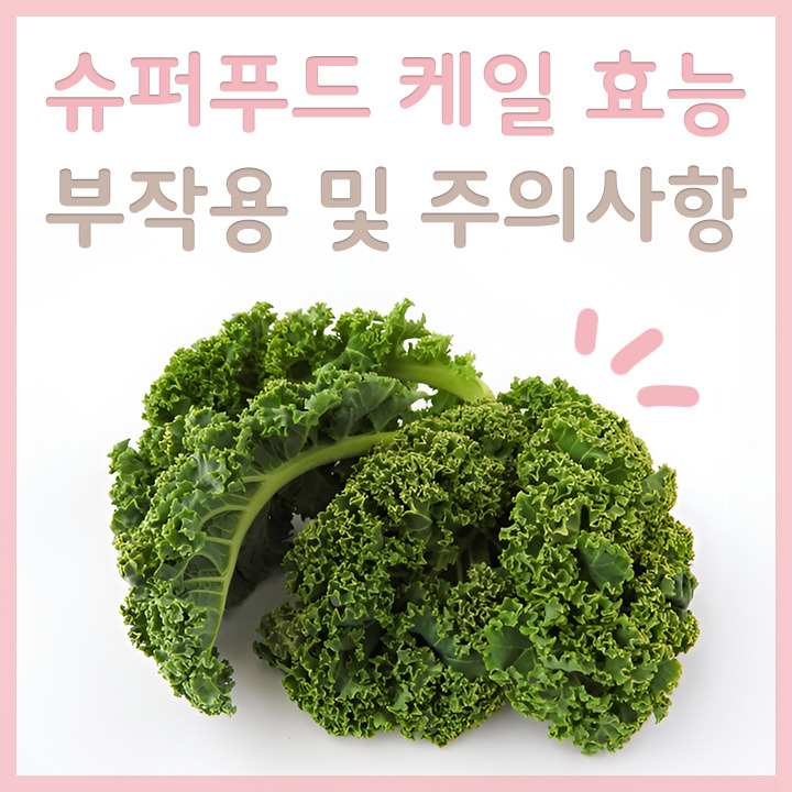 케일 효능 부작용 얼마나 알고 드시나요?
