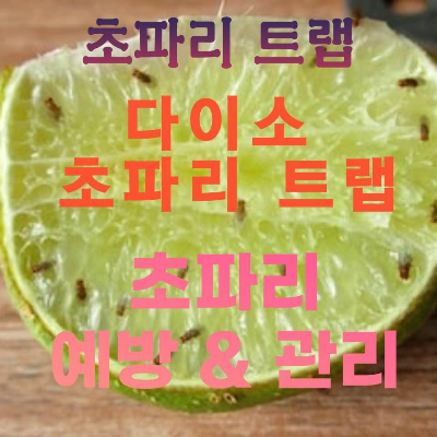 초파리트랩 만들기 하지 말고 다이소 초파리트랩 이용하세요.