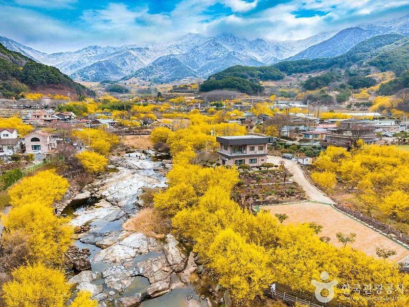 구례 산수유 축제 완전 정복! 절정 시기 & 추천 코스