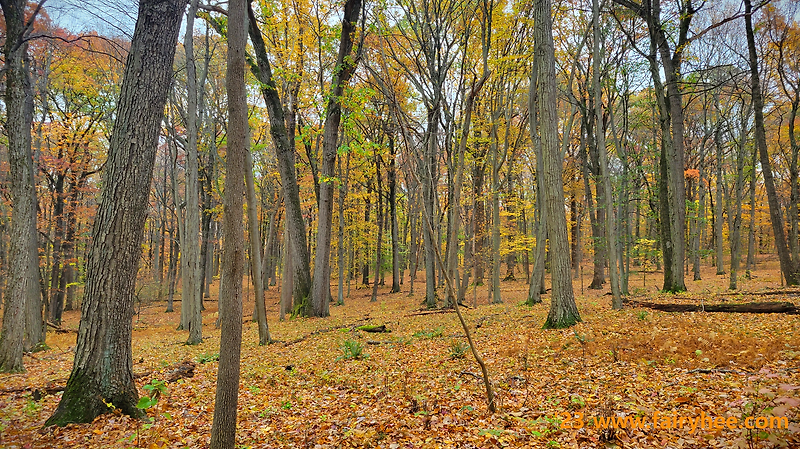 '23 Jockey Hollow (Fall Foliage)