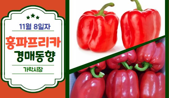 [경매사 일일보고] 11월 8일자 가락시장 홍파프리카 경매동향을 살펴보겠습니다!