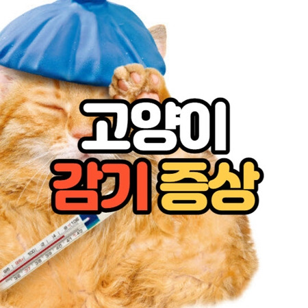 고양이 감기 증세, 대처방법 (병원비 포함)