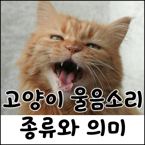 고양이 울음소리의 종류와 의미 알아보고 구분하는 법