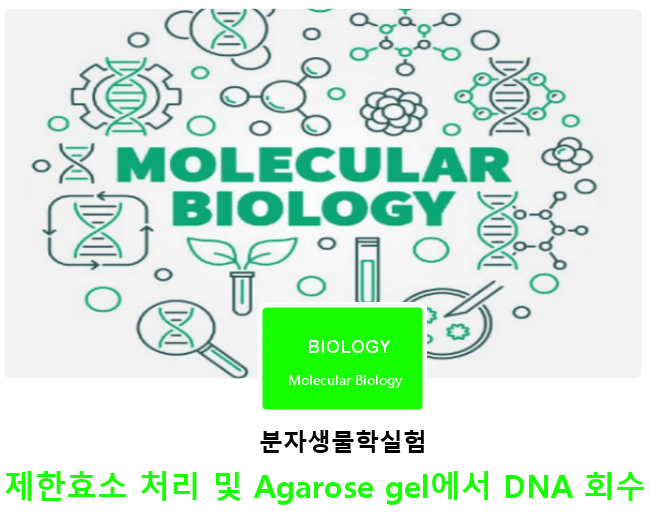 이공계실험 | 분자생물학실험  |  제한효소 처리 및 Agarose gel에서 DNA 회수 | 의약품연구 | IT 