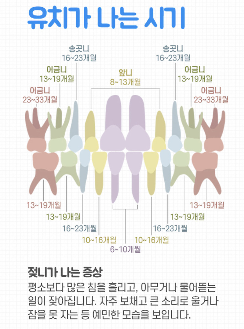 아기 유치나는 시기와 순서 그리고 영구치 나는 시기