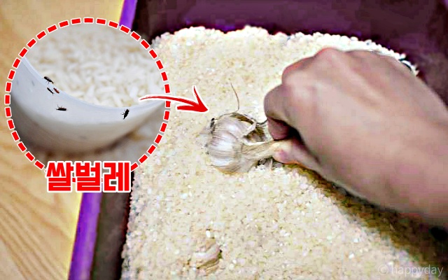 쌀벌레 생긴 쌀 이렇게 하세요 쌀벌레 없애는법 + 쌀 보관방법 6가지
