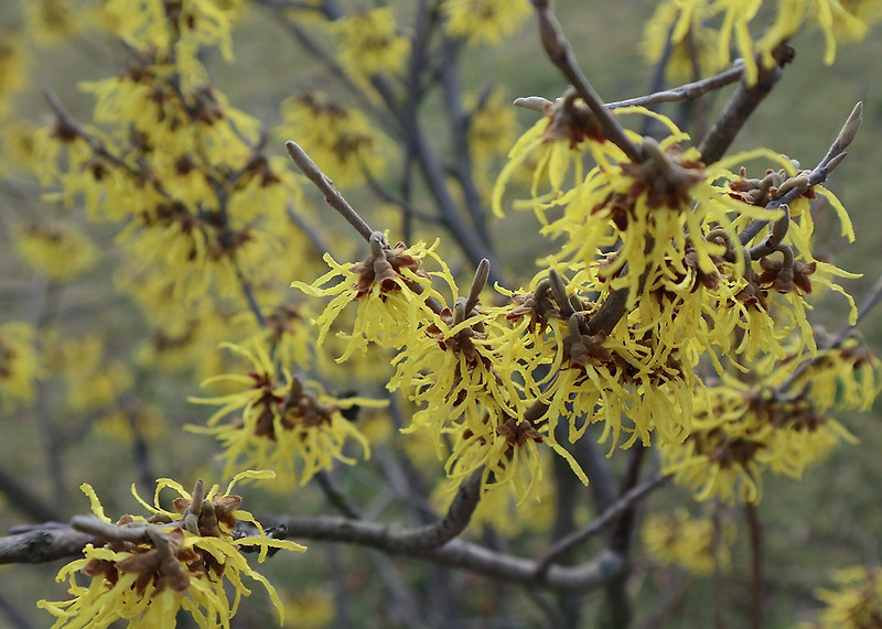 위치하젤(Witch-hazel)의 효능 및 부작용